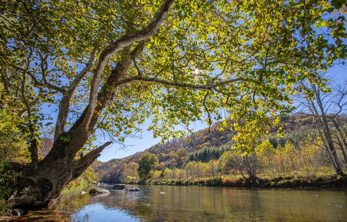 A scenic view of the New River flowing past a large, leafy tree, with rolling mountains in the distance. The tranquil water and vibrant foliage create an idyllic, adventure-inspiring landscape perfect for fishing, kayaking, or simply soaking up nature.